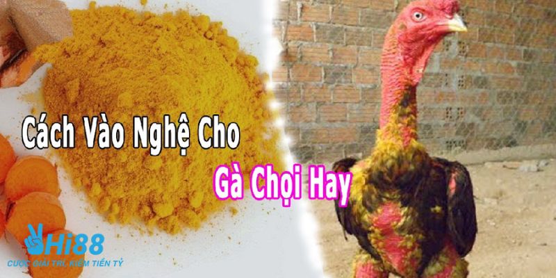 cách vào nghệ cho gà chọi