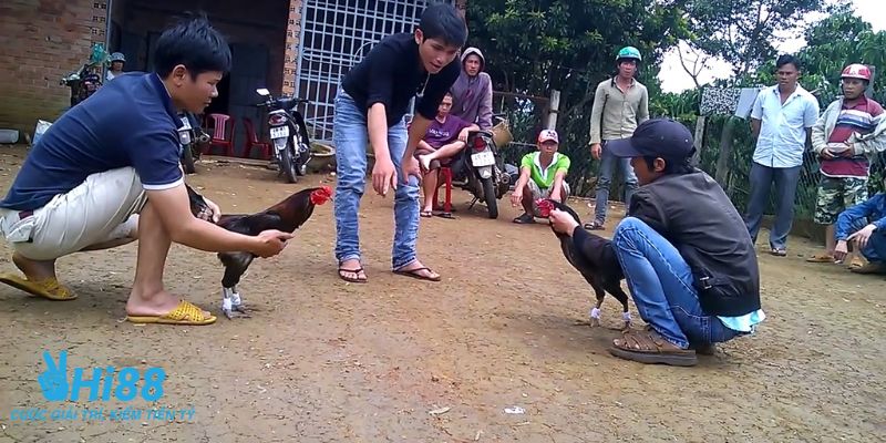 đá gà mộc bài