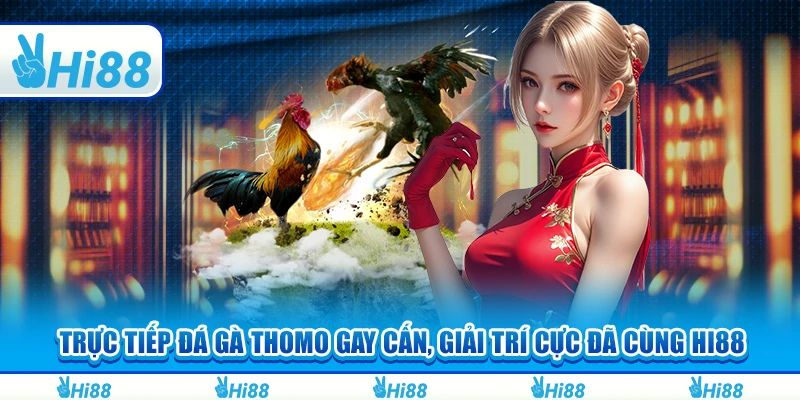 Trực Tiếp Đá Gà Thomo Gay Cấn, Giải Trí Cực Đã Cùng Hi88