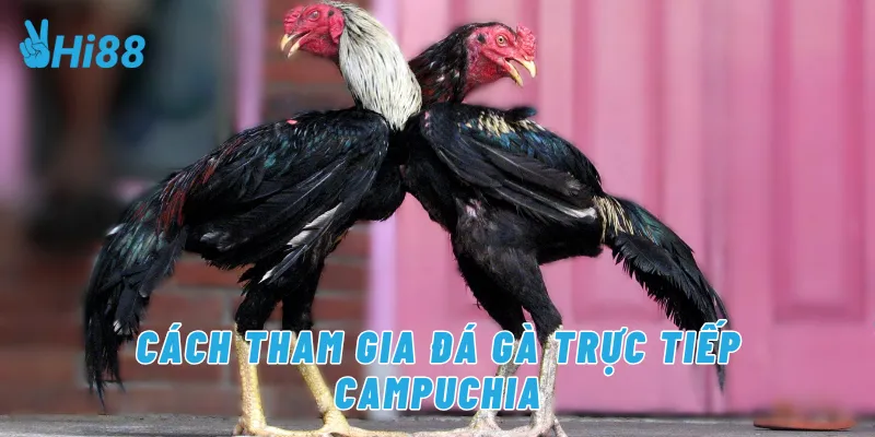 Cách tham gia đá gà trực tiếp campuchia