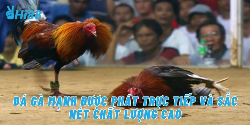 Đá gà mạnh được phát trực tiếp và sắc nét chất lượng cao
