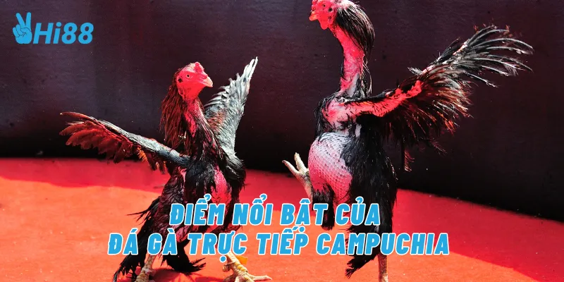 Điểm nổi bật của đá gà trực tiếp campuchia