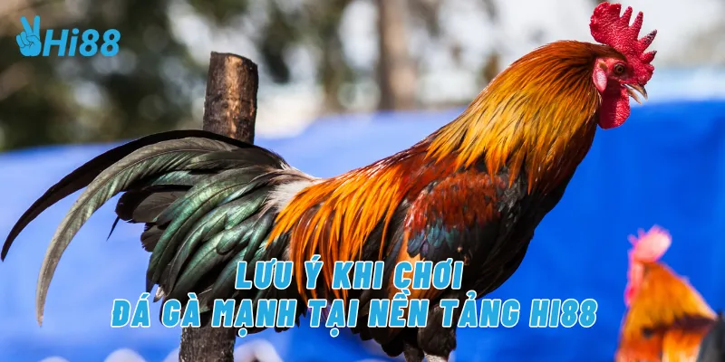 Lưu ý khi chơi đá gà mạnh tại nền tảng Hi88
