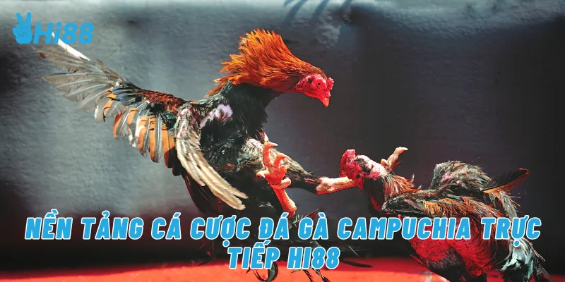 Nền tảng cá cược đá gà campuchia trực tiếp Hi88