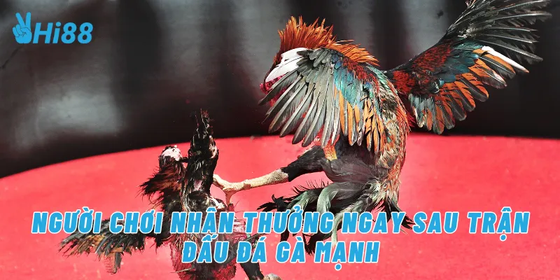 Người chơi nhận thưởng ngay sau trận đấu đá gà mạnh