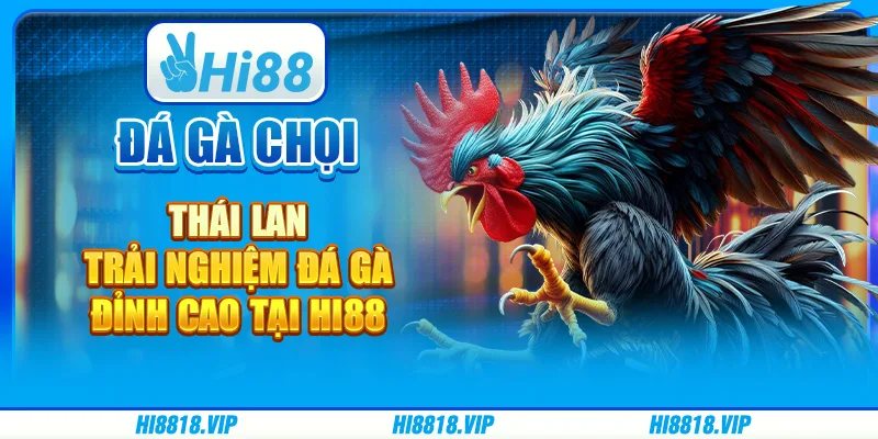 Đá gà chọi Thái Lan – Trải nghiệm đá gà đỉnh cao tại Hi88
