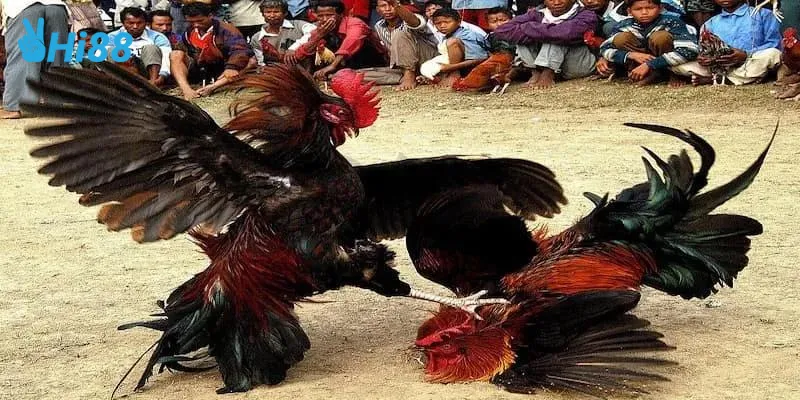 Chợ tốt gà đá sóc trăng rất nổi tiếng trong giới mộ điệu