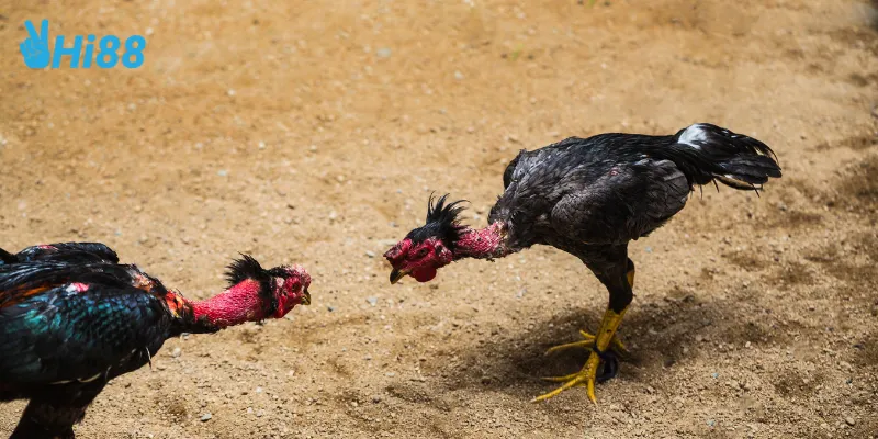 Giới thiệu đá gà thần tốc