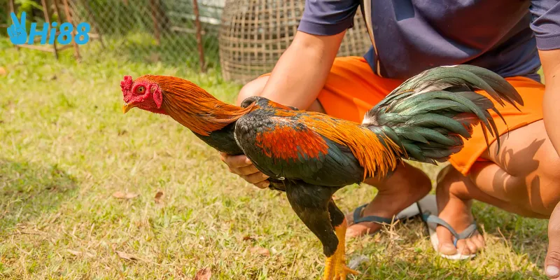 Chiến thuật cho gà chiến thắng nhanh