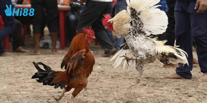 Lý do đá gà cựa dao được yêu thích