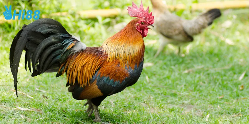 Điểm nổi bật của đấu trường gà tre Việt