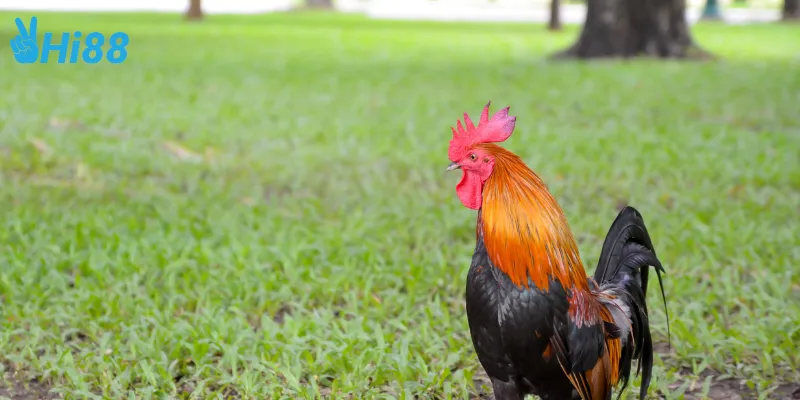 Lý do thu hút người chơi của gà nòi đại chiến